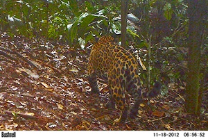 Cámara trampa: jaguar o tigre mariposo