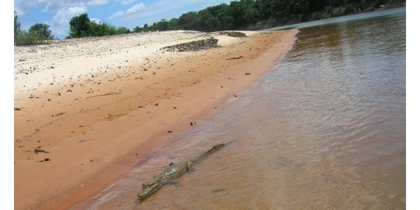 Baba o babilla (Caiman crocodilus) río Bita, Vichada -Fundación Omacha-