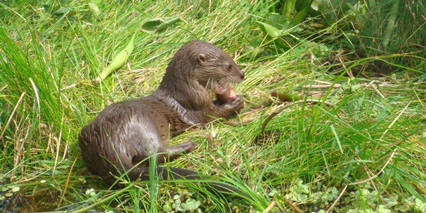 La nutria neotropical se encuentra en categoría de amenaza nacional Vulnerable (VU). Foto: Fundación Omacha