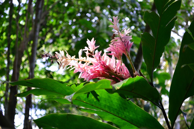 Flora Arboreto Guartinajas