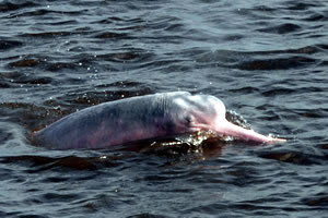 Delfín rosado (Inia geoffrensis) © Fundación Omacha