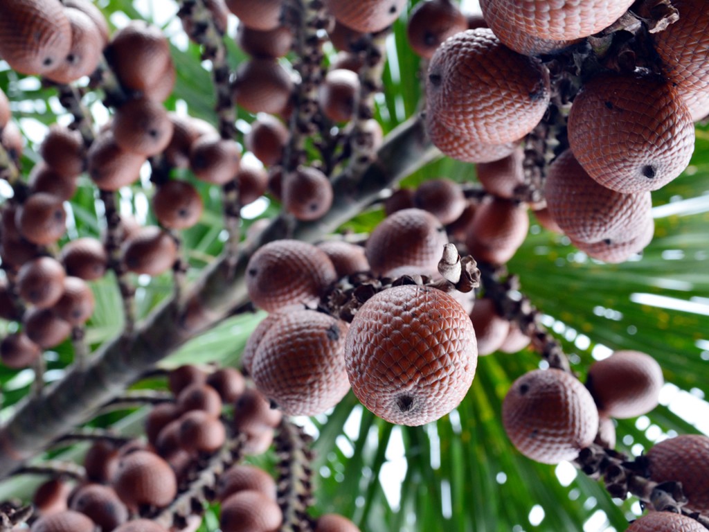Racimo de frutos de moriche, una palma puede tener hasta ocho racimos y cada uno de estos entre 700 y 750 frutos. Fotografías: Carlos A. Aya, Fundación Omacha.