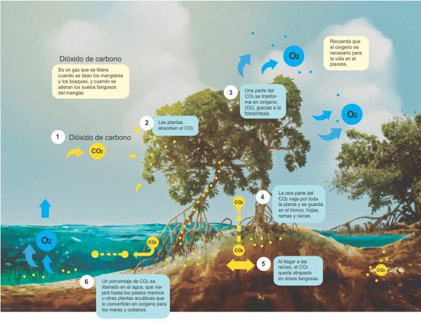 El Papel De Los Manglares En La Captura Y Almacenamiento De Dióxido De ...