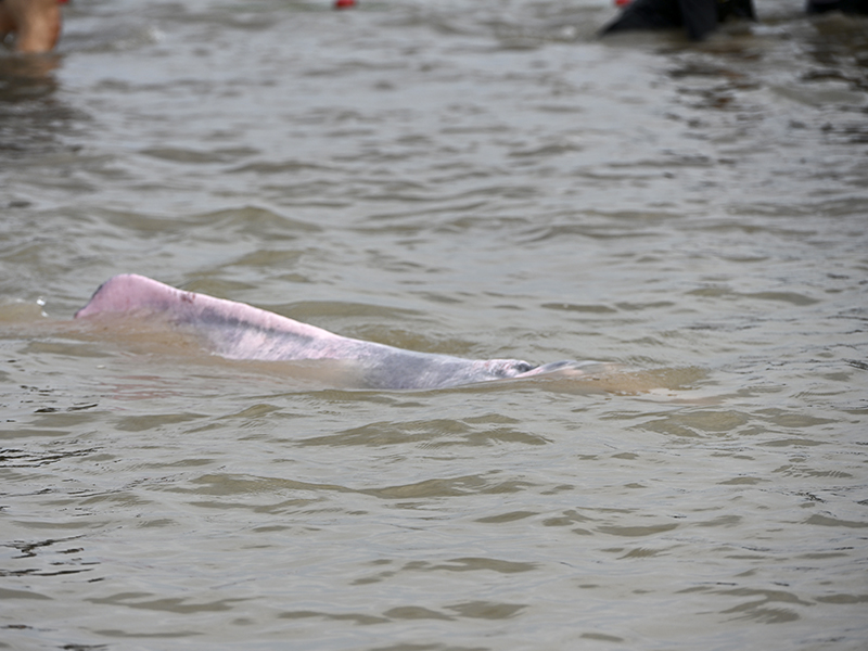 Evaluaciones-salud-delfines-rio-PuertoNarino-sept-2026-TatianaPardo-DSC_1156