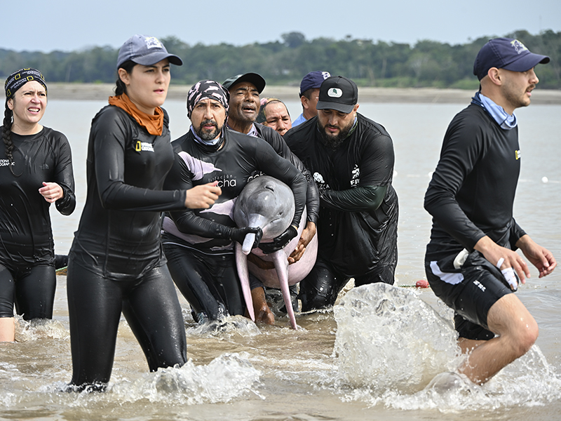 Evaluaciones-salud-delfines-rio-PuertoNarino-sept-2026-TatianaPardo-DSC_1163