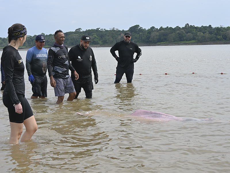 Evaluaciones-salud-delfines-rio-PuertoNarino-sept-2026-TatianaPardo-DSC_1207